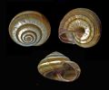 Cernuella&nbsp;virgata